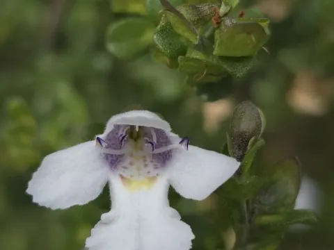 Prostanthera