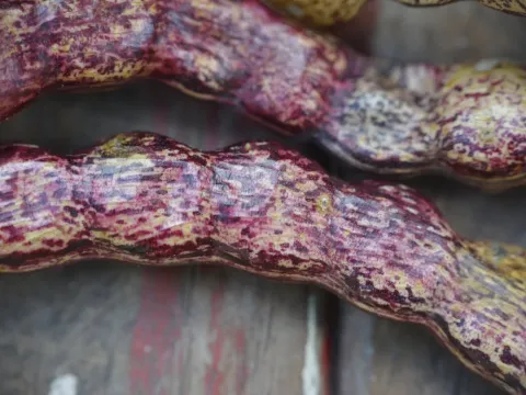 Prosopis algarobilla
