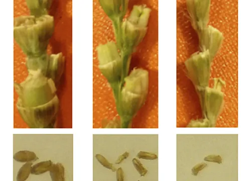 Aegilops