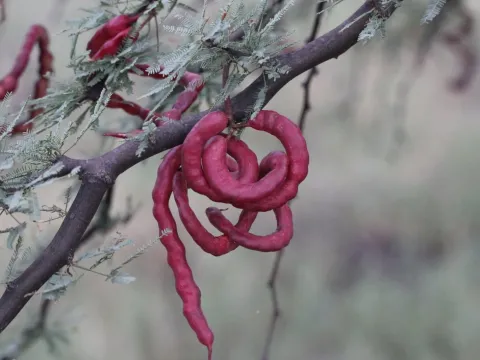 Прозопис кальден