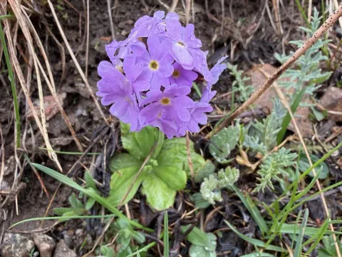 Primula algida