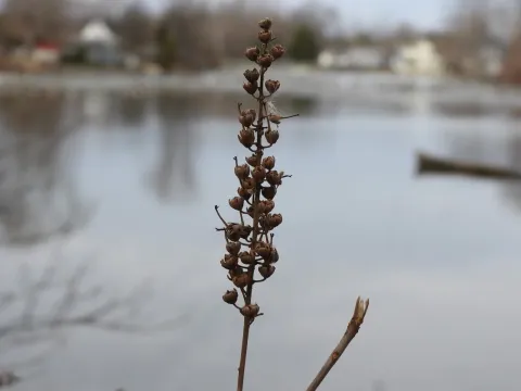 Clethra