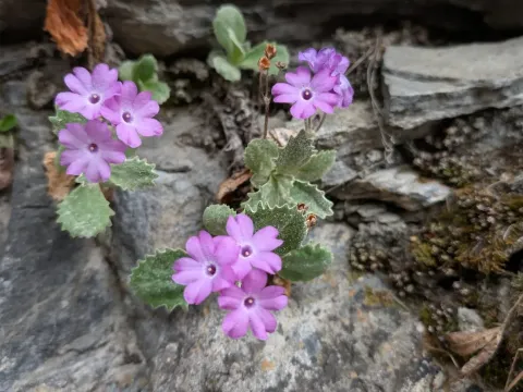 Примула окаймленная