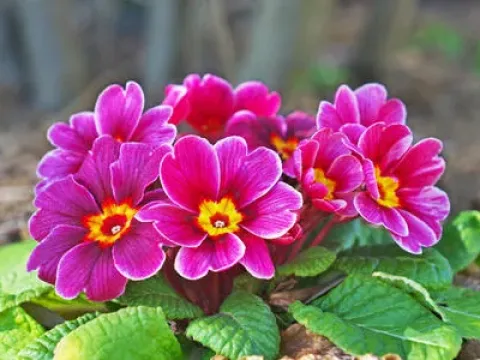 Polyanthus primrose