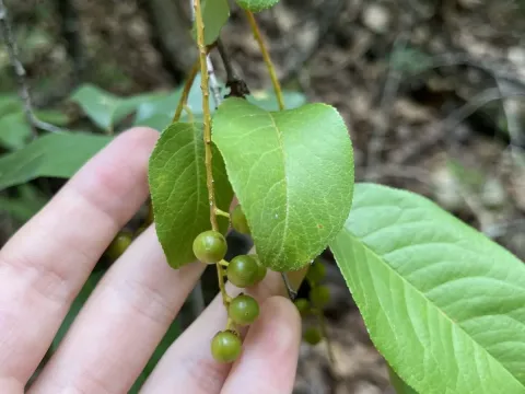 Alabama cherry