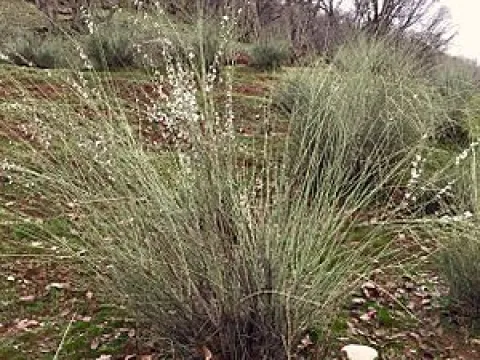 Arabian plum