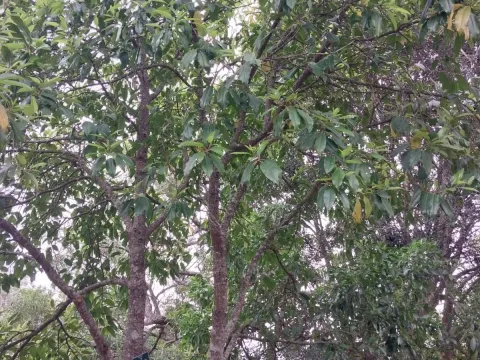African cherry