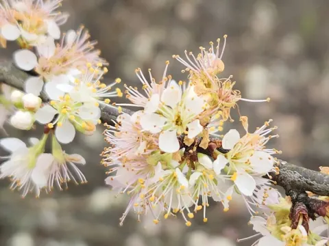 Chickasaw plum