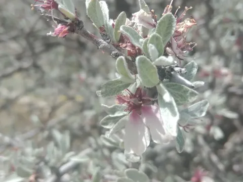 Silver cherry