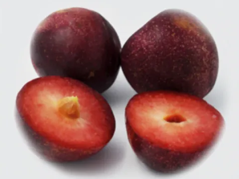 Hybrid plum
