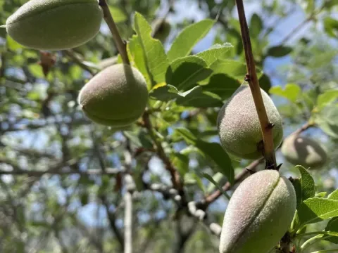 Buchara almond