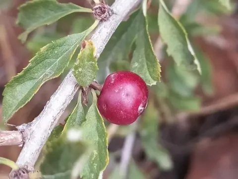 Two-faced plum