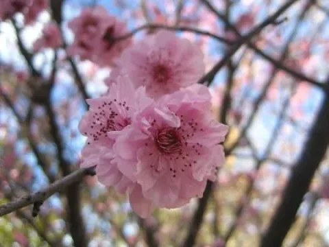 Blireana plum