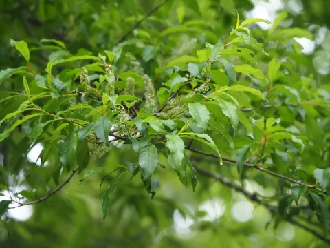 Buerger's bird cherry
