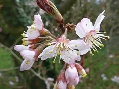 Cambridge cherry