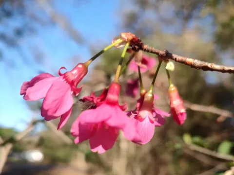 Taiwan cherry