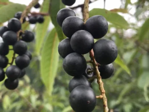 Himalayan bird cherry