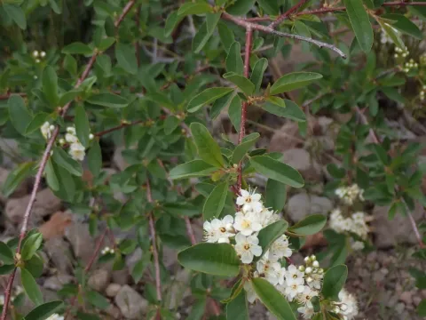 Bitter cherry