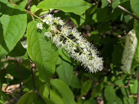 Gray's bird cherry
