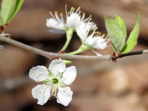 Prunus gracilis