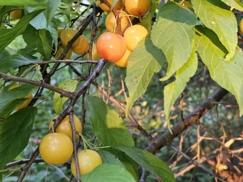 Hortulan plum