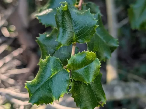 Hollyleaf cherry