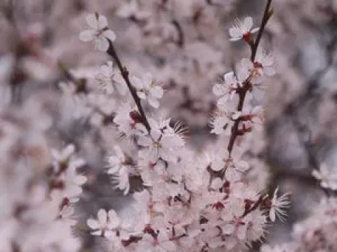 Gansu cherry
