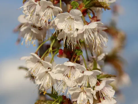 Prunus litigiosa