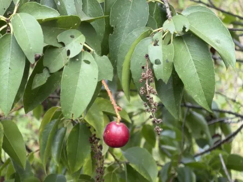 Вишня Лайона