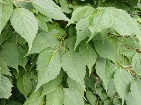 Manchurian apricot