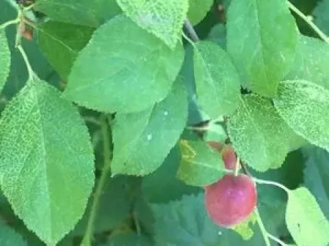 Dwarf cherry