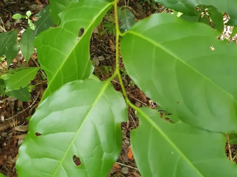 West Indian plum