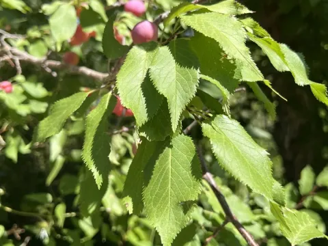 Prunus orthosepala