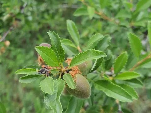 Pedunculate cherry