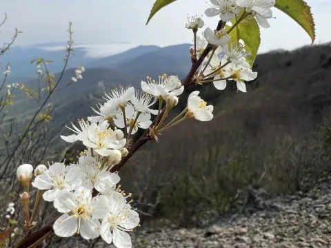 Pin cherry