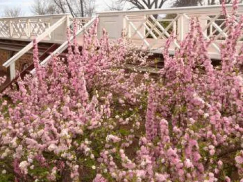 Prunus pilosa