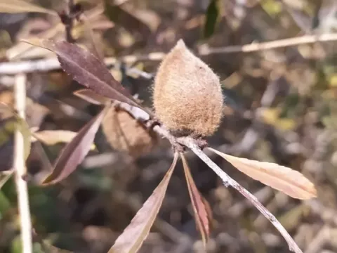 Petunnikov's almond