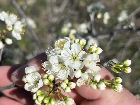 Reverchon's Plum
