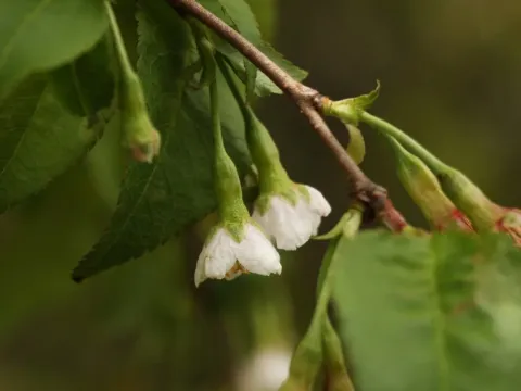 Himalayan cherry