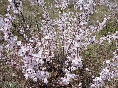 Siberian apricot