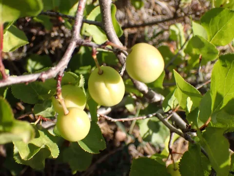 Klamath plum