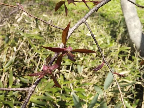 Hokkaido Bird Cherry