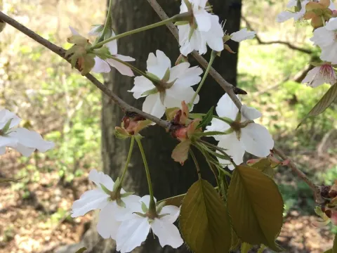 Oshima Cherry