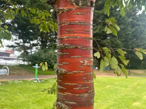 Tibetan Cherry