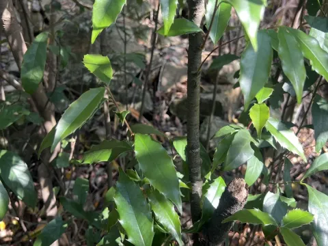 Prunus spinulosa
