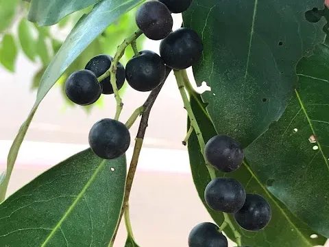 Sellow cherry