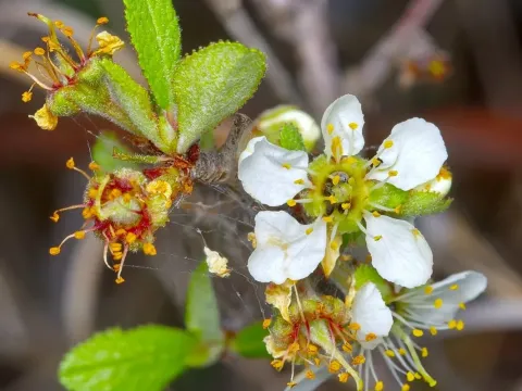 Texas sand plum