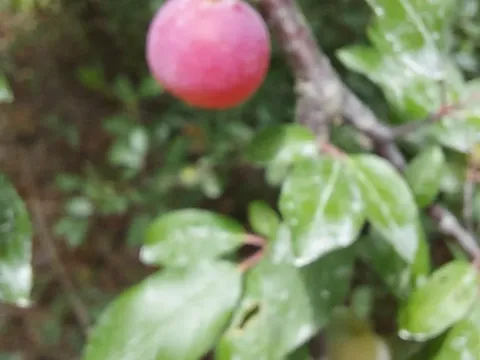 Hog plum