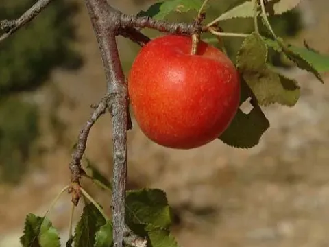 Bear plum