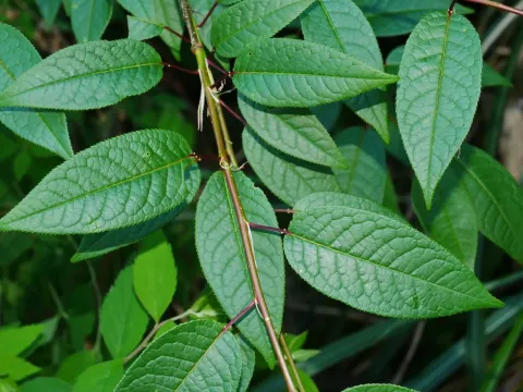 Vaniot cherry